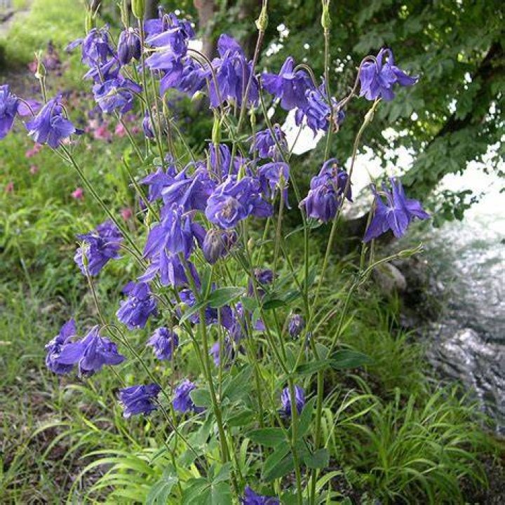 Are columbine and aquilegia the same?