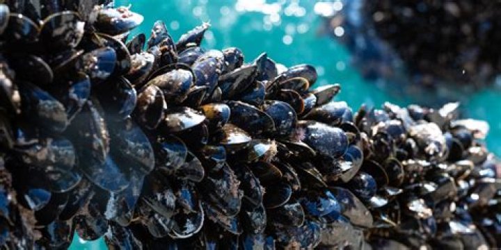 Are mussels in season?