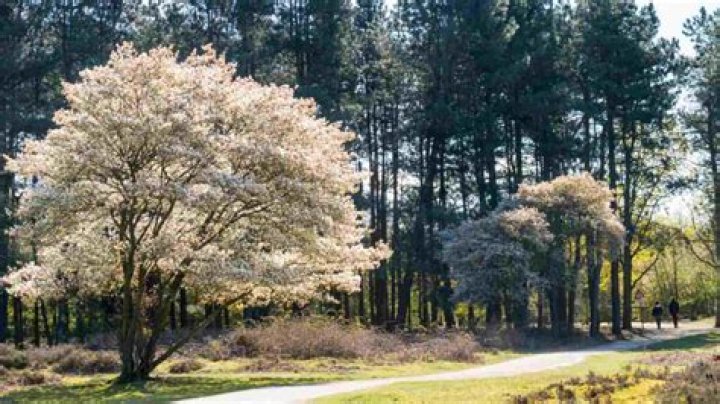 Are serviceberry trees fast growing?