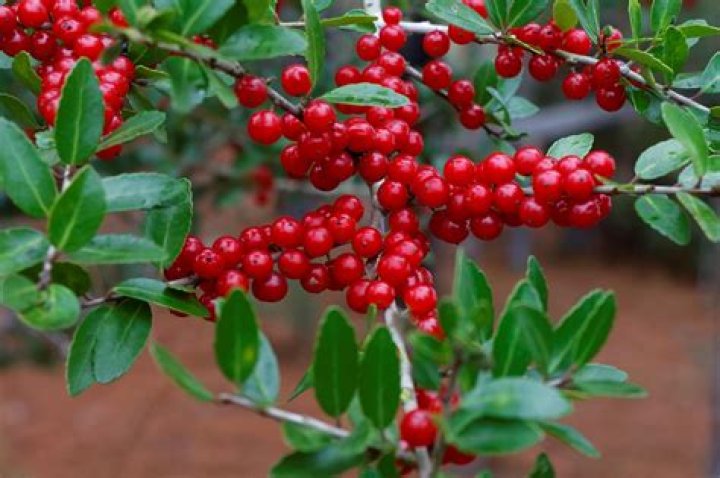 Are yaupon holly berries poisonous?