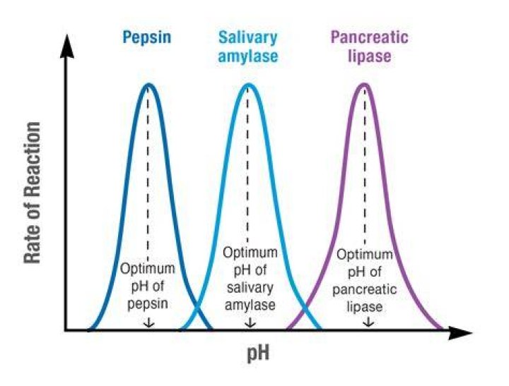 At extremes of ph enzymes are?