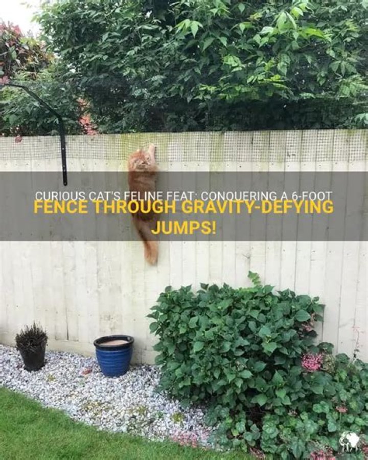 Can a cat jump a six foot fence?