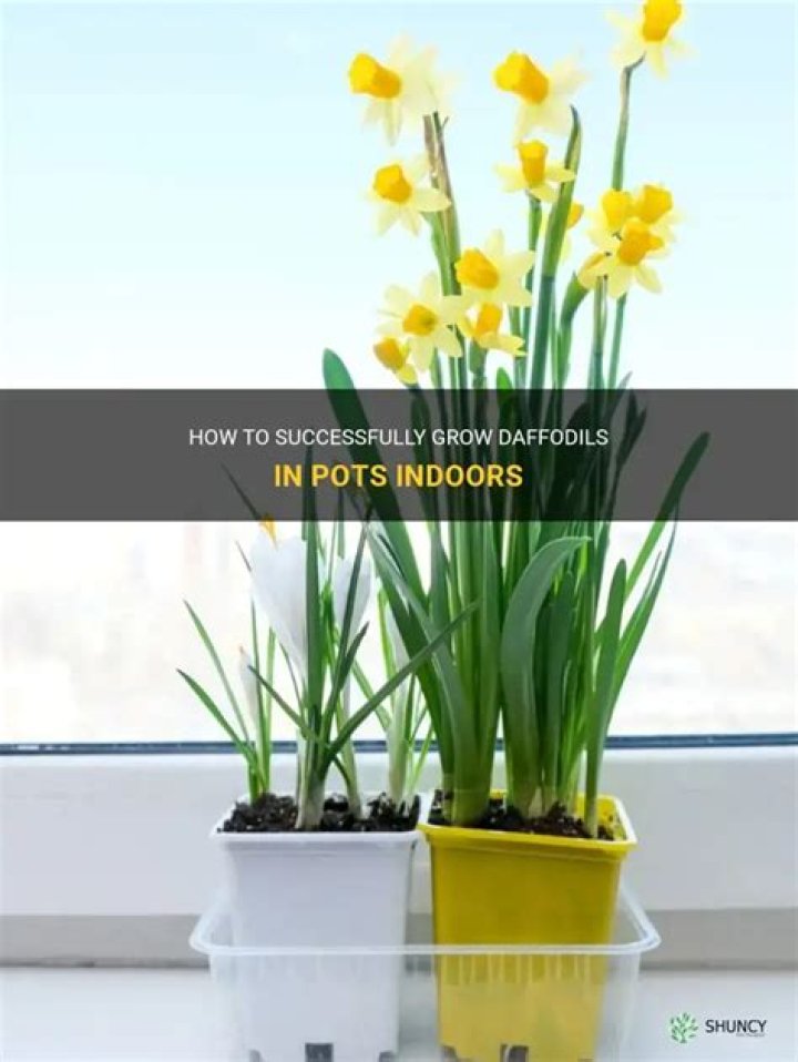 Can daffodils grow indoors?
