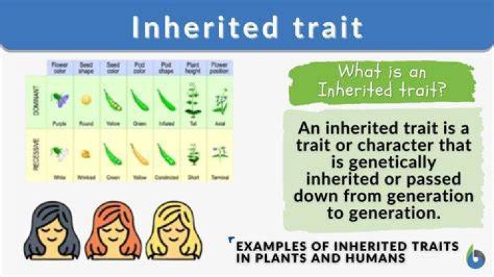 Can traits be inherited?