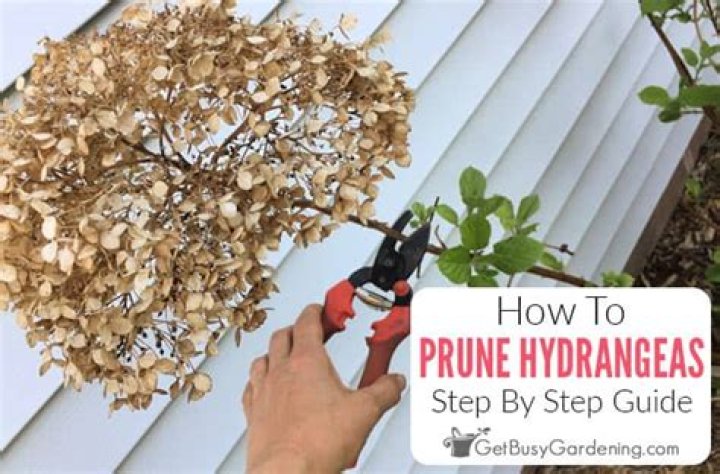 Did i prune my hydrangea too much?