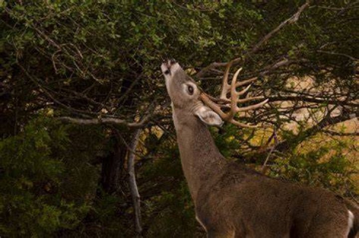 Do deer eat tigridia?