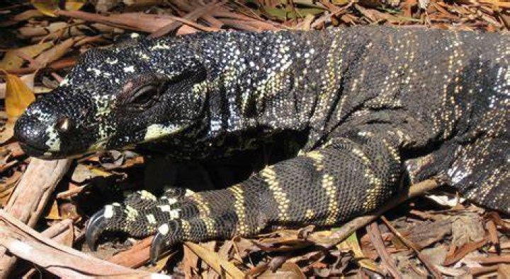Do goannas have teeth?