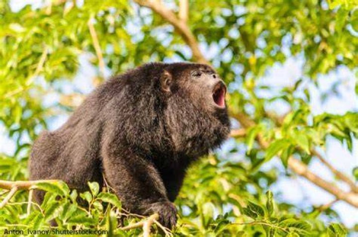 Do howler monkeys live in the amazon rainforest?