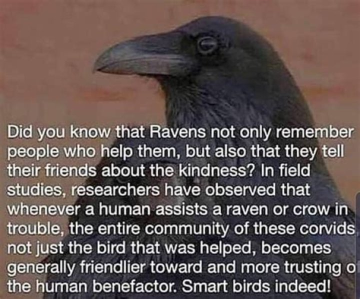 Do ravens remember kindness?