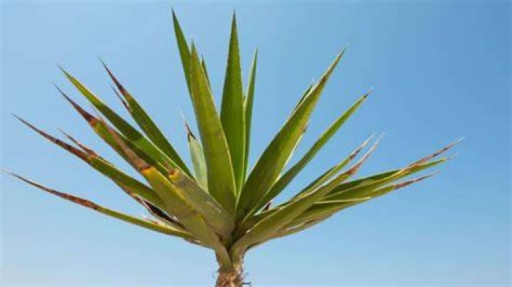 Do yuccas need sun?