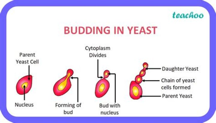 Does amoeba reproduces by budding?