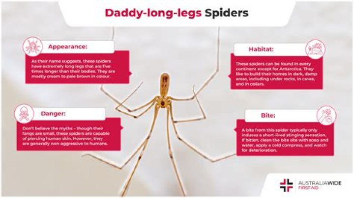 Does daddy long legs bite?