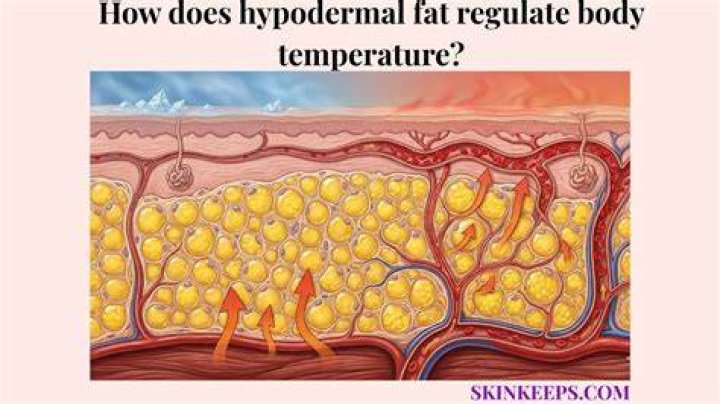 Does fat protect the body from temperature extremes?
