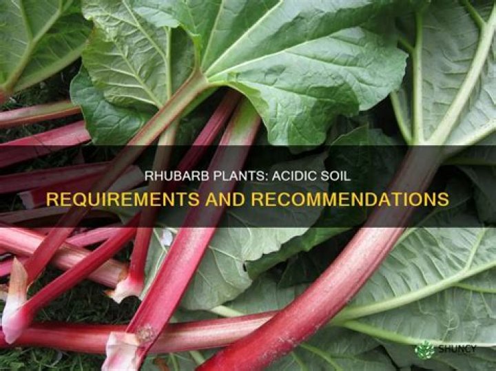 Does rhubarb need protecting from frost?