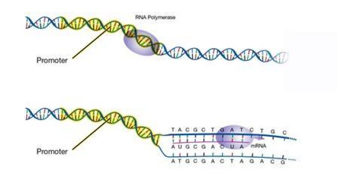 Does rna polymerase bind to the promoter?