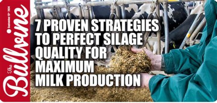 Does silage increase milk production?