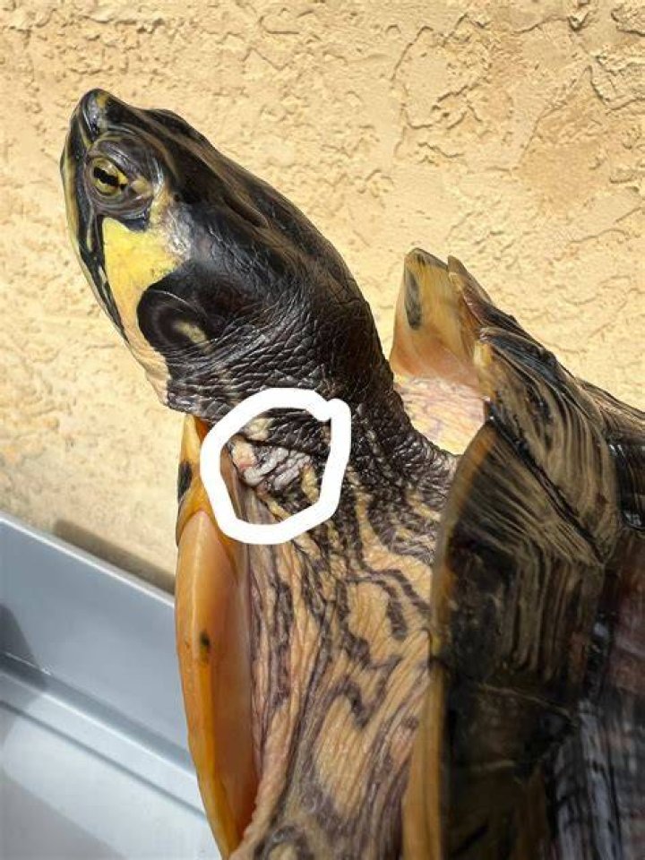 Does turtle have necks?