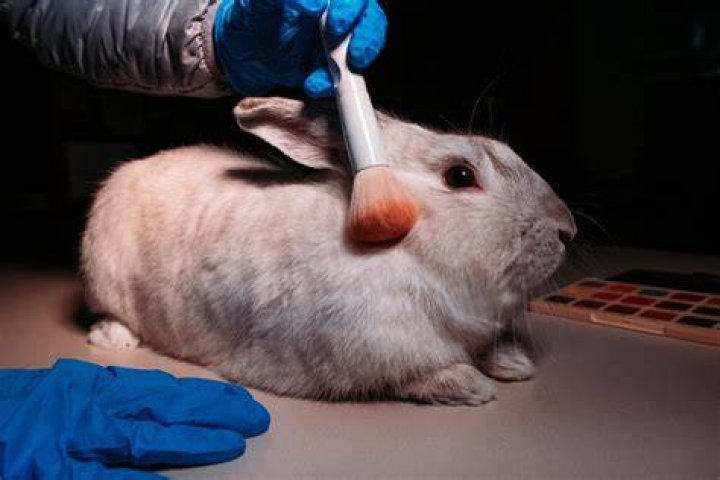 Does verso test on animals?