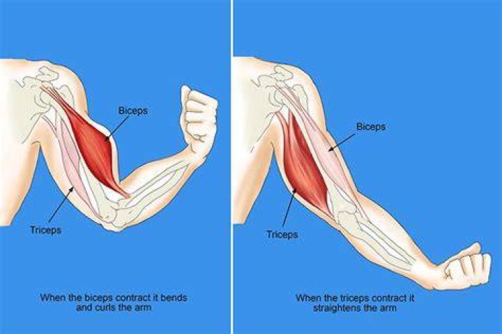 During a biceps curl the triceps acts as?