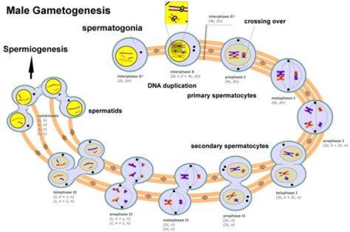 During gametogenesis in males?