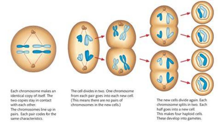 During which division does the halving of chromosome occur?