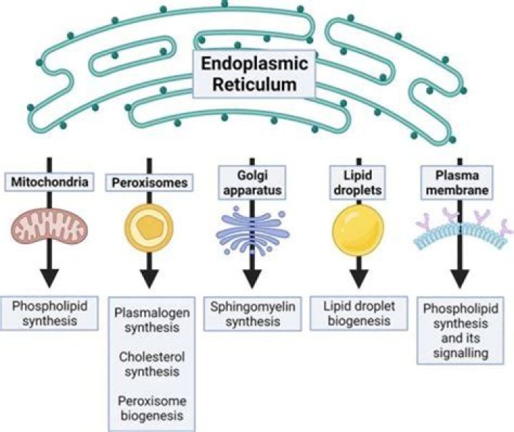 How endoplasmic reticulum is important for membrane biosynthesis?