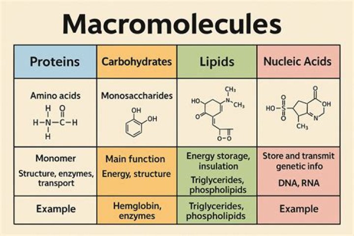 How macromolecules are assembled?