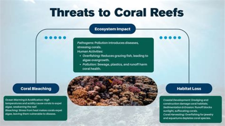 How reefs are mismanaged?