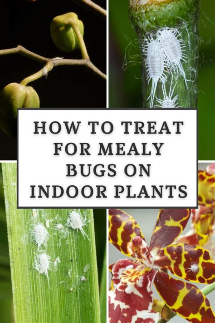 How to treat mealy bug?