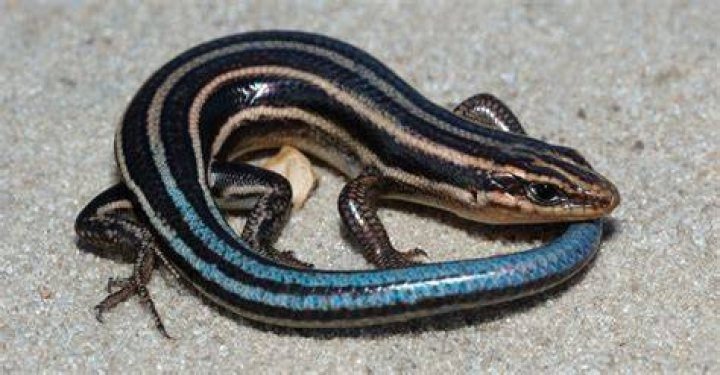 Is blue tailed skinks dangerous?