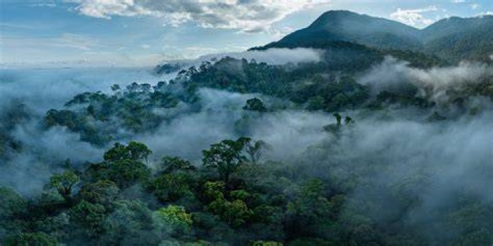 Is borneo forest protected?