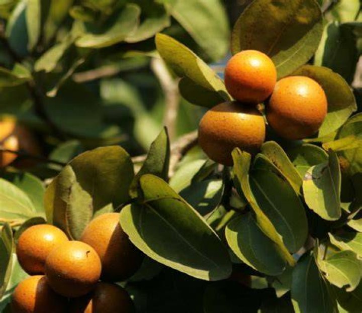 Is ignatia amara safe?