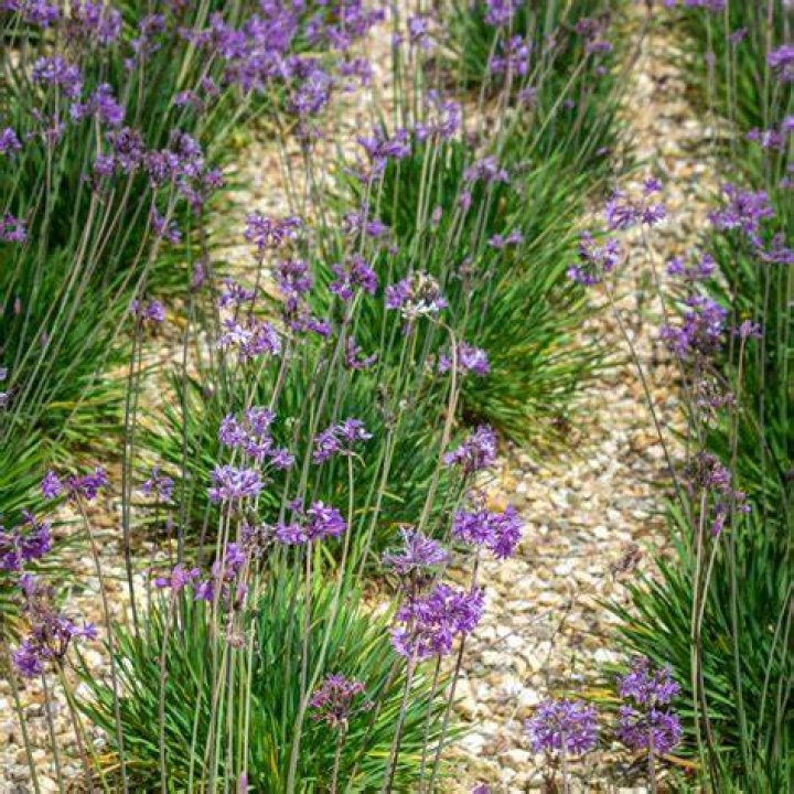 Is tulbaghia violacea edible?