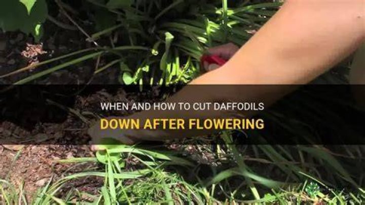 Should campanula be cut down after flowering?