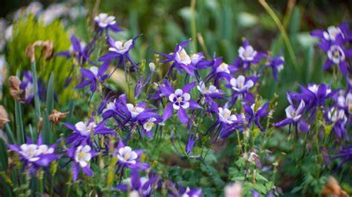 Should i feed aquilegia?