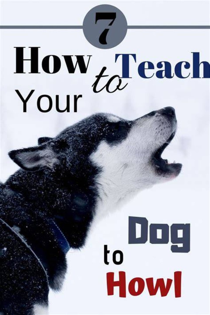 Should you teach your dog to howl?