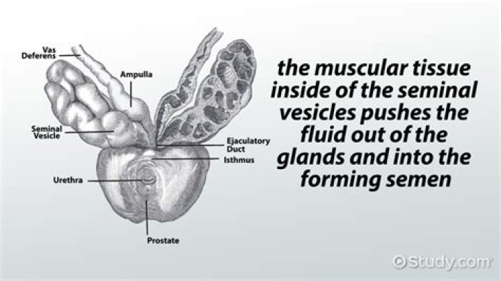 Was ist seminal vesicle?
