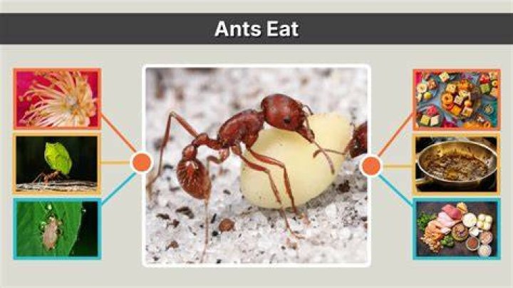 What do ants like?