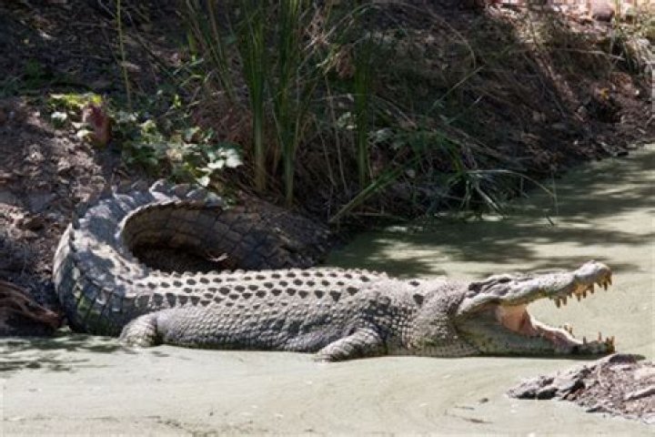 What is crocodiles bound and gallop?