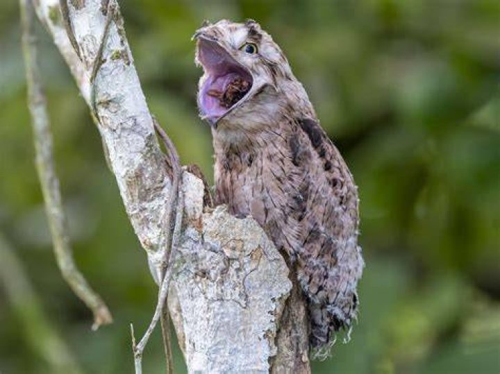 What is the potoos predator?