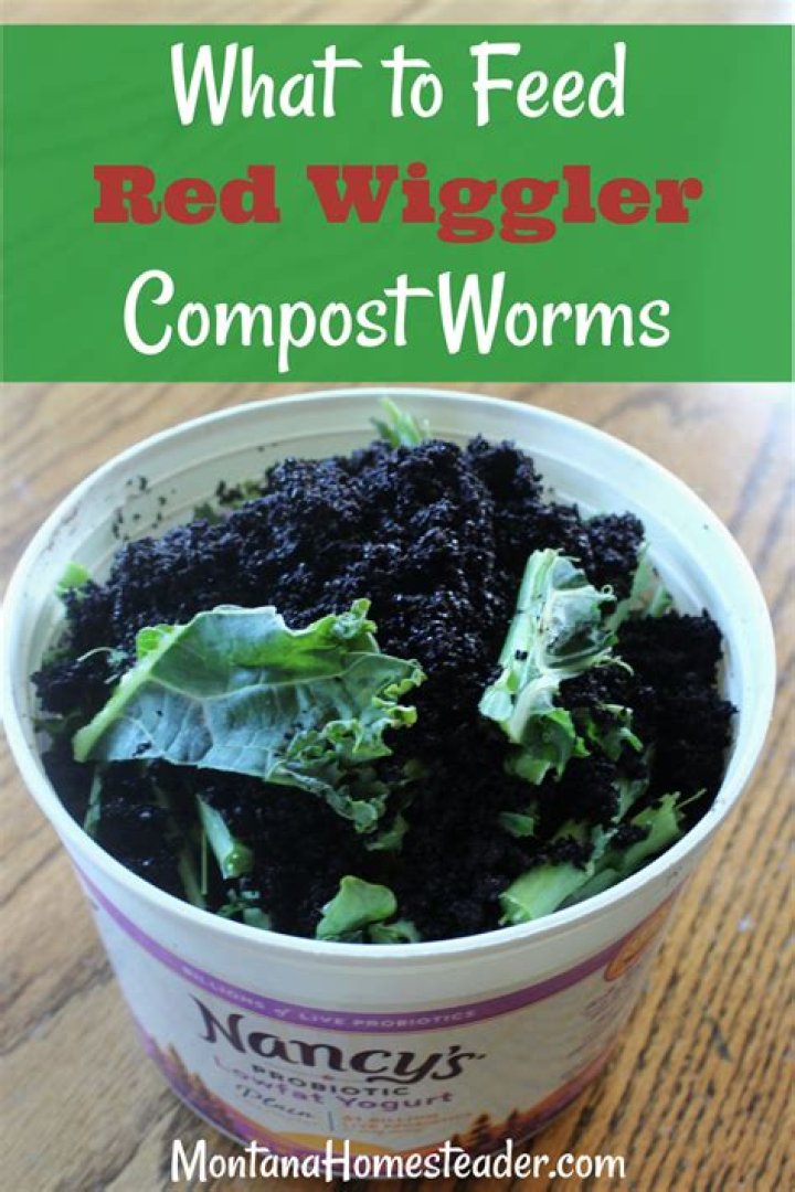 What to feed red wiggler worms?