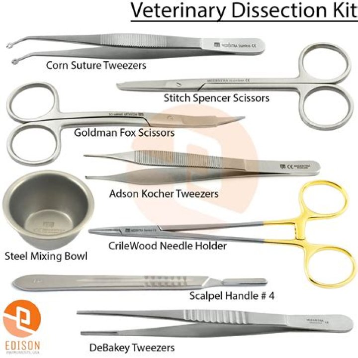 When dissecting a toad what are the best tools to use?