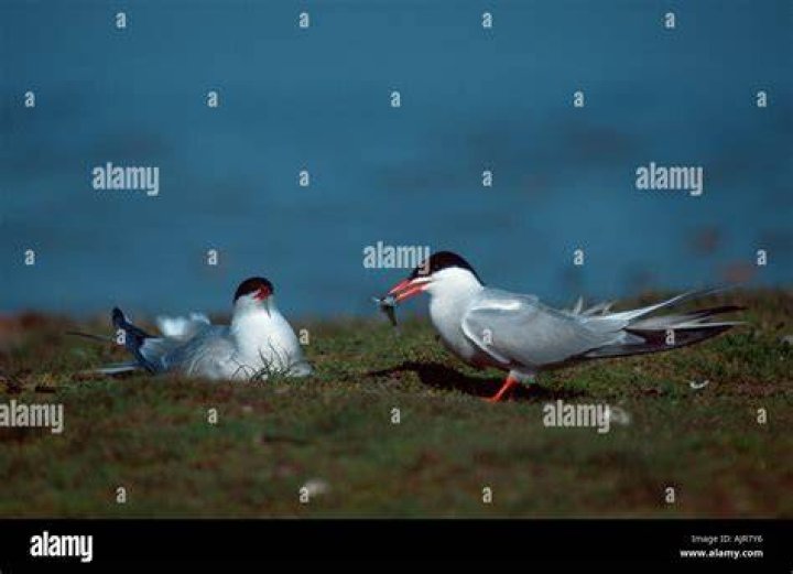 When do common terns nest?