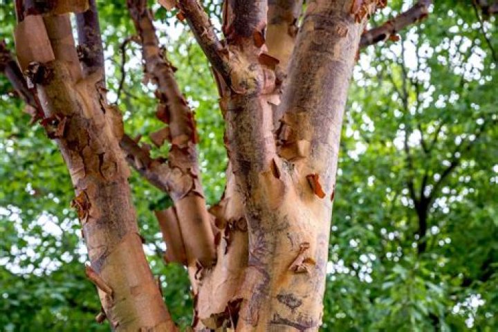 When do paperbark maples bloom?