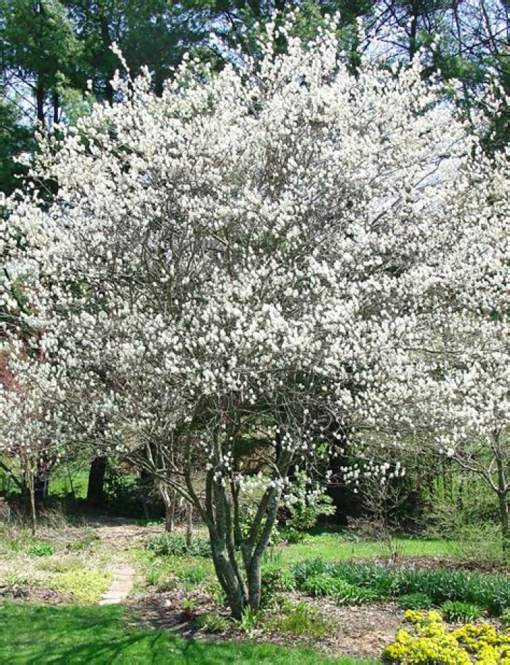 When do serviceberry trees bloom?