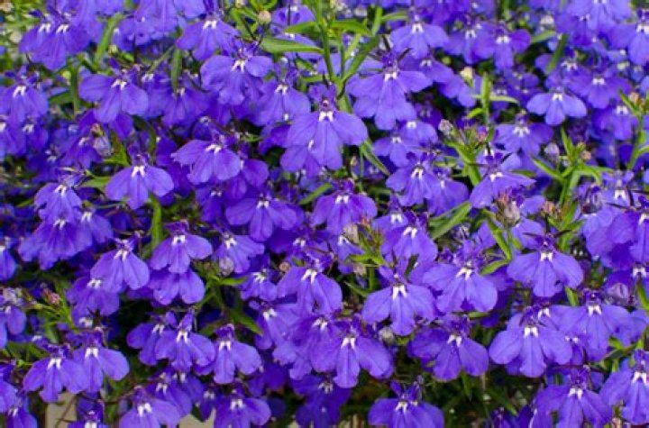 When does lobelia flower?