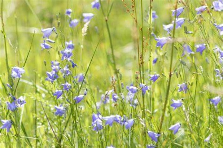 When to divide campanula uk?