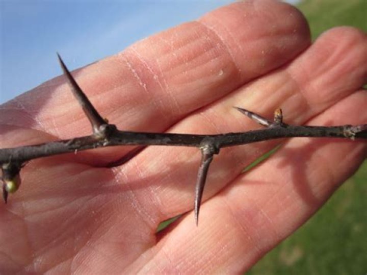 When to plant a thorn hedge?