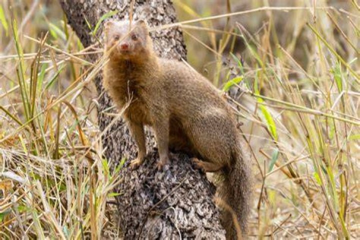 Where are mongoose found?