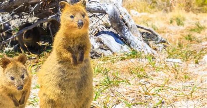 Where do marsupials live in australia?